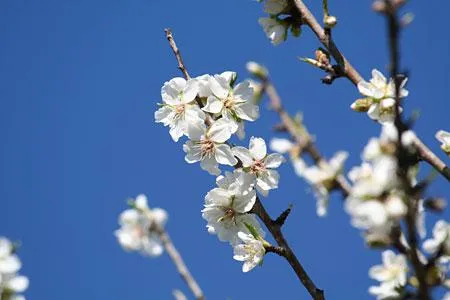 Bild: Mandelblüte auf Mallorca