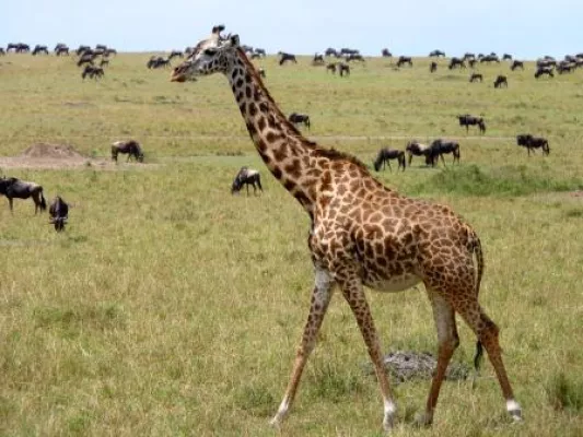 Bild: Masai Mara Schutzgebiet in Kenia - eines der bekanntesten und schönsten Safari Regionen Ostafrikas