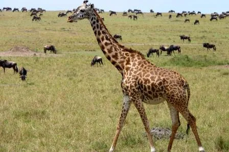 Masai Mara Schutzgebiet in Kenia - eines der bekanntesten und schönsten Safari Regionen Ostafrikas Bild: Masai Mara Schutzgebiet in Kenia - eines der bekanntesten und schönsten Safari Regionen Ostafrikas