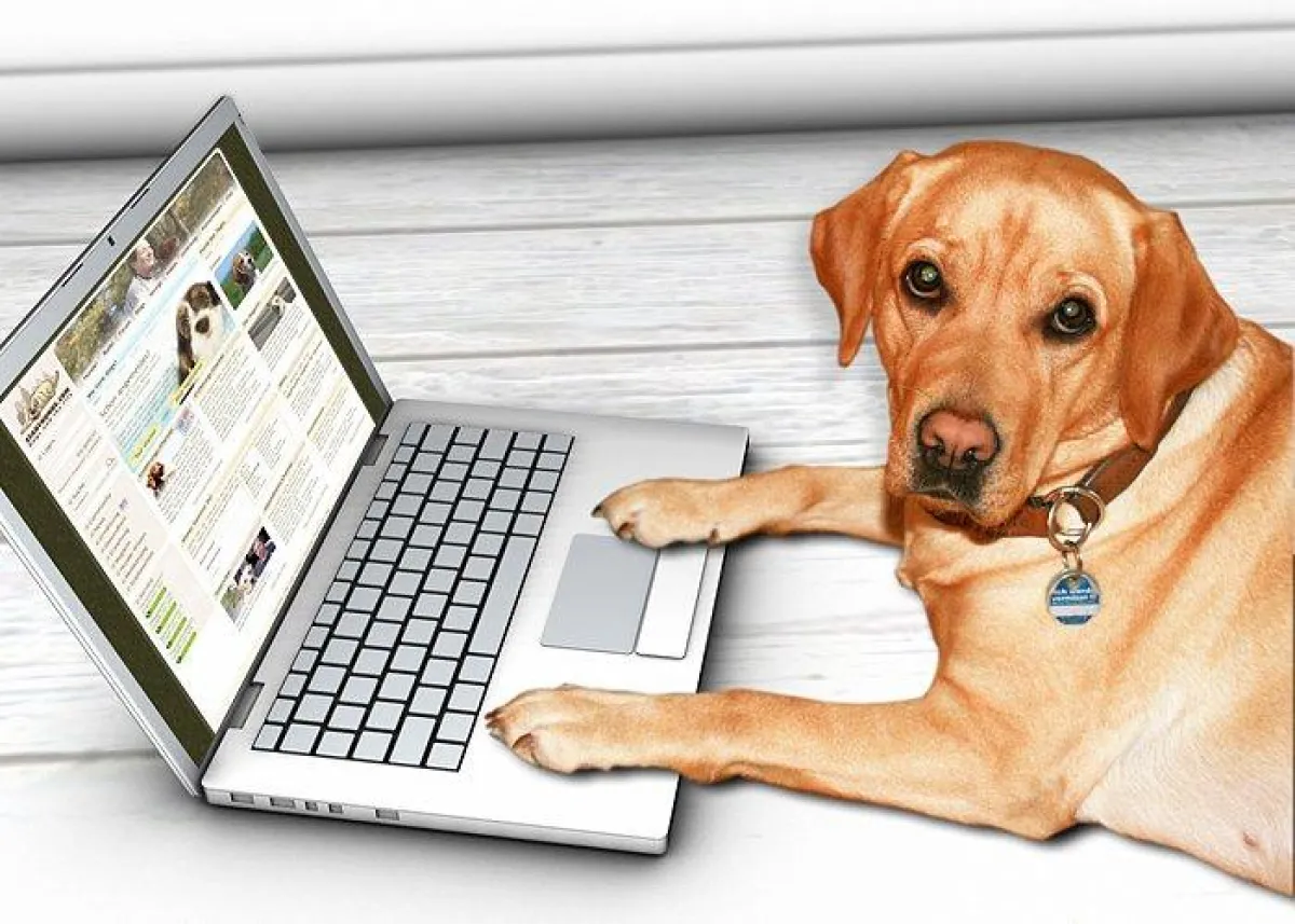 Labrador mit Notebook