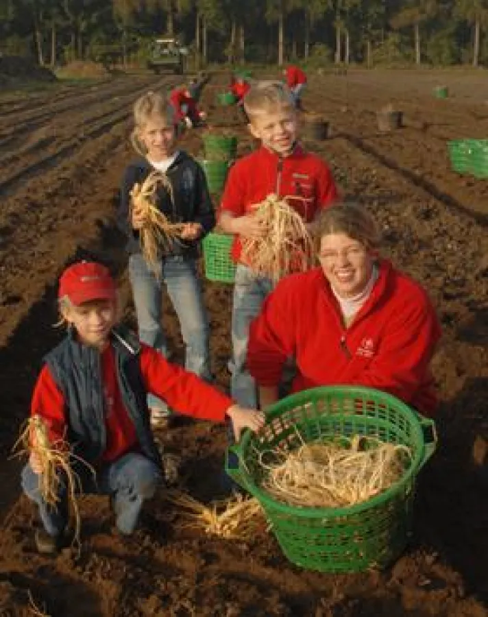 Bei der Ginsengernte hilft die ganze Familie mit