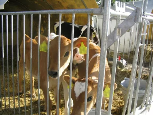 Welt-Vegetariertag: Vegetarier sind Mörder Bild: Welt-Vegetariertag: Vegetarier sind Mörder