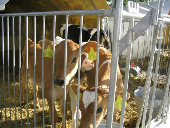 Welt-Vegetariertag: Vegetarier sind Mörder Bild: Welt-Vegetariertag: Vegetarier sind Mörder
