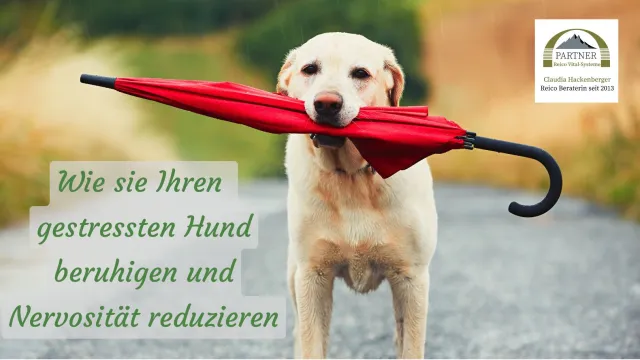 Bild: Neu im Blog: Wie Sie Ihren gestressten Hund beruhigen und Nervosität reduzieren