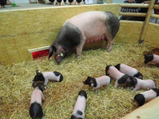 Bild: Schwäbisch-Hällische Landschweine wieder auf der Grünen Woche - Artgerechte Haltung in bäuerlichen Betrieben