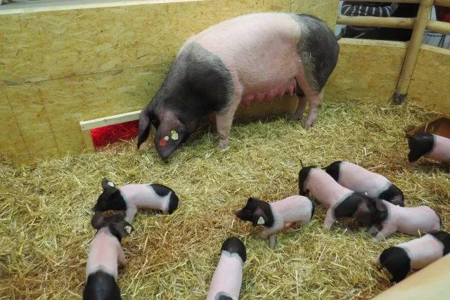 Schwäbisch-Hällische Landschweine wieder auf der Grünen Woche - Artgerechte Haltung in bäuerlichen Betrieben Bild: Schwäbisch-Hällische Landschweine wieder auf der Grünen Woche - Artgerechte Haltung in bäuerlichen Betrieben