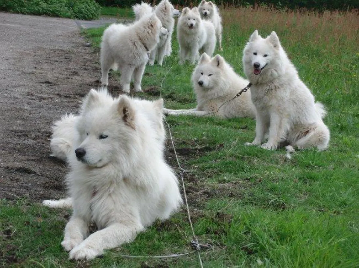 Die Samojeden von Schlittenhundesportler Horst Klank sorgen für das Alternativprogramm am 12. Februar 2011 (Foto: Horst Klank)