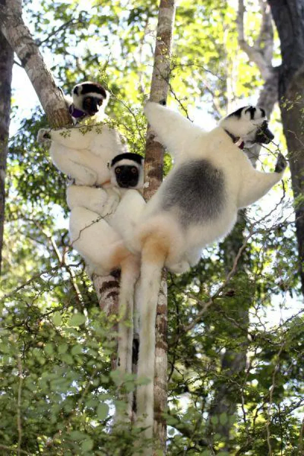 Eine Gruppe von Larven-Sifakas (Propithecus verrauxi) in Madagaskar auf Futtersuche. (Foto: Claudia Fichtel)