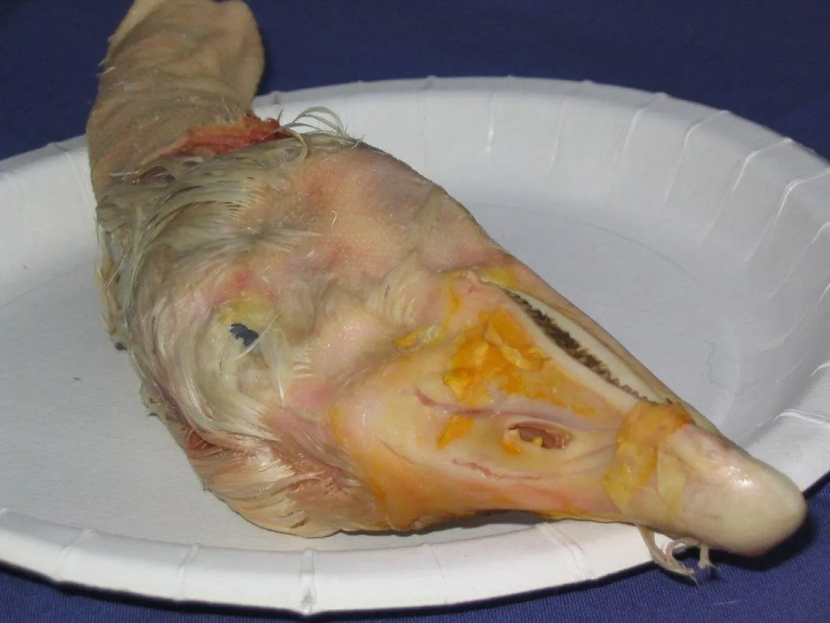 Gänsekopf aus der Mülltonne einer Mastanlage (http://tierrechtsbilder.de)