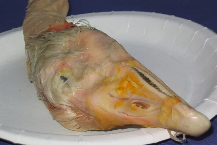 Meat Abolition Day - Tag zur Abschaffung von "Fleisch" Bild: Meat Abolition Day - Tag zur Abschaffung von "Fleisch"