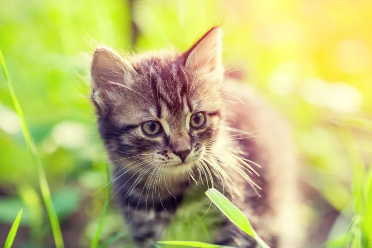 Neue Studie zeigt: Lungenwurminfektionen bei Katzen häufiger als gedacht Bild: Neue Studie zeigt: Lungenwurminfektionen bei Katzen häufiger als gedacht