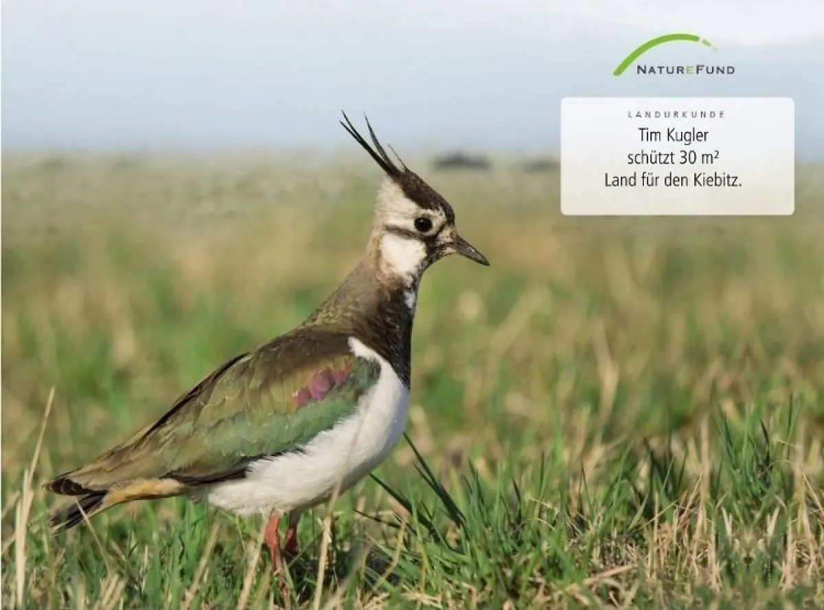 Eine Kiebitzurkunde zum Verschenken Bild: Naturefund