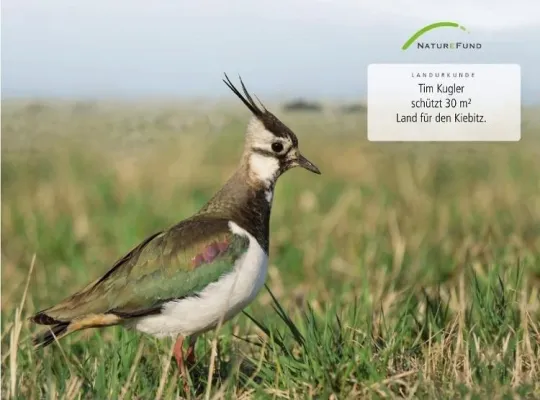 Bild: Den Frühling verschenken