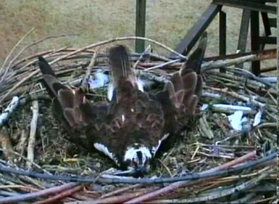 Bild: Fischadler Romeo ist zurück in der Dübener Heide - Fischadler-Watching startet