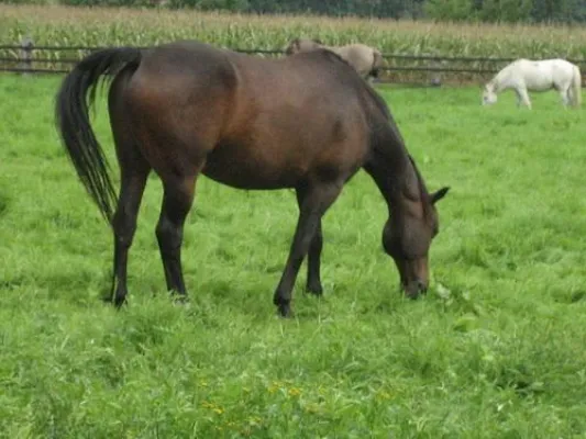 Bild: AVA-Pferdefortbildung für Tierärztinnen und Tierärzte in Horstmar-Leer im Münsterlandes, dem "Land der Pferde"