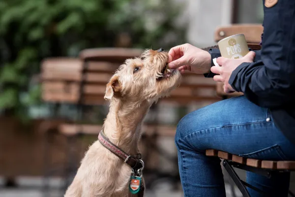 Bild: Nachhaltige Hundefütterung - Warum Insekten die Lösung sind 