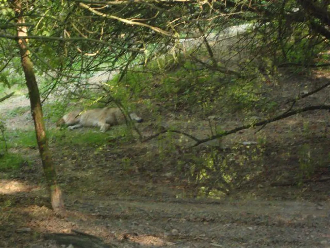 ruhender Wolf in Nahaufnahme - Bildrechte Annette M.L. Feldmann