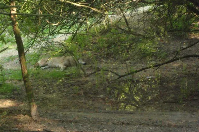 Mit einem Rudel Hunde wandern auf den Spuren der Oberlausitzer Wölfe Bild: Mit einem Rudel Hunde wandern auf den Spuren der Oberlausitzer Wölfe