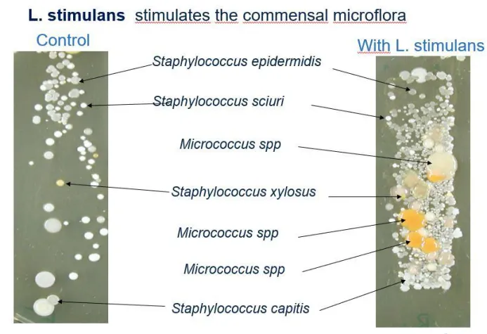 Bild: Evonik und BELANO kooperieren bei mikrobiotischer Kosmetik