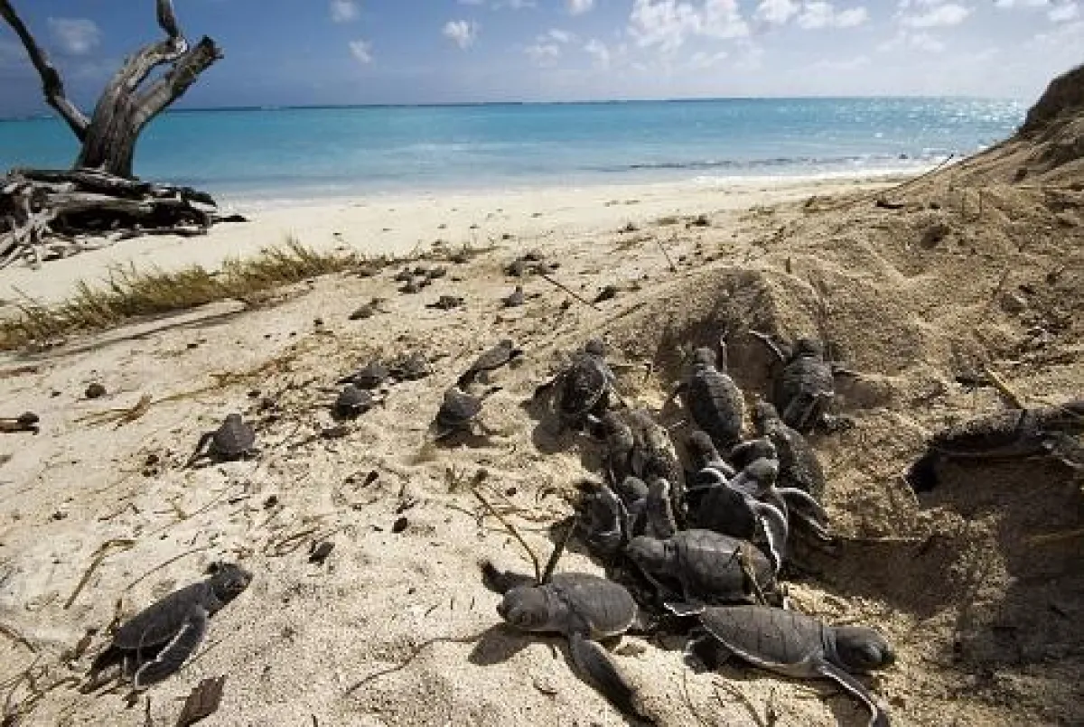 In den nächsten Monaten ist Turtle Watching-Saison an Australiens Küste