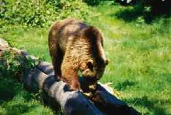 Bild: Wandern im Bayerischen Wald die neue Lust am Naturgenuss