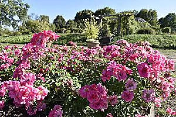Bild: Mehr als tausend Worte - Die Sprache der Blumen