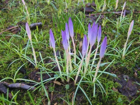 Bild: Krokusse schon im Januar im Kurpark von Bad Salzuflen