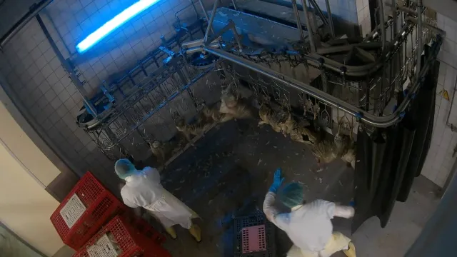 Bild: Auswertung belegt 83 schwere Übergriffe im Schlachthof von Dithmarscher-Geflügel