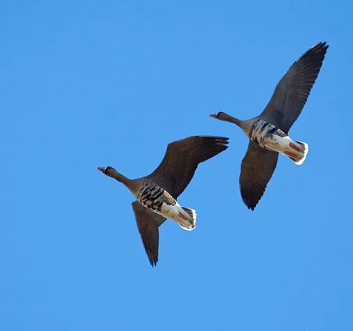 Abenteuer Wildnis - Wildgänse Safari am Niederrhein Bild: Abenteuer Wildnis - Wildgänse Safari am Niederrhein