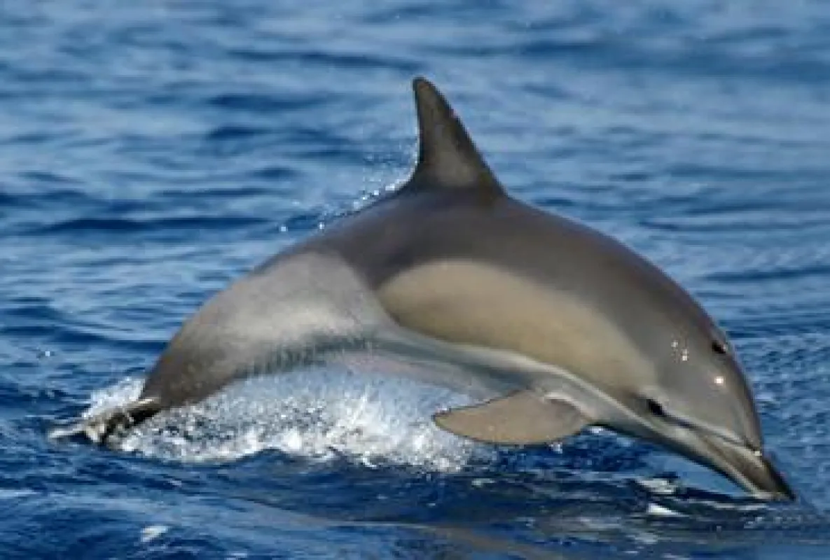 gewöhnlicher Delphin, Foto: Delphis