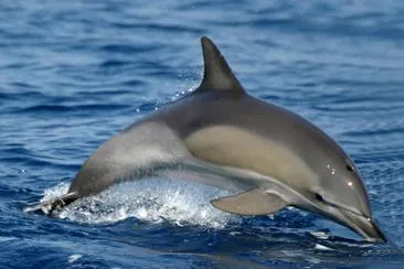Im „Jahr des Delphins“ gemeinsam mit Biologen Meeressäuger erforschen Bild: Im „Jahr des Delphins“ gemeinsam mit Biologen Meeressäuger erforschen