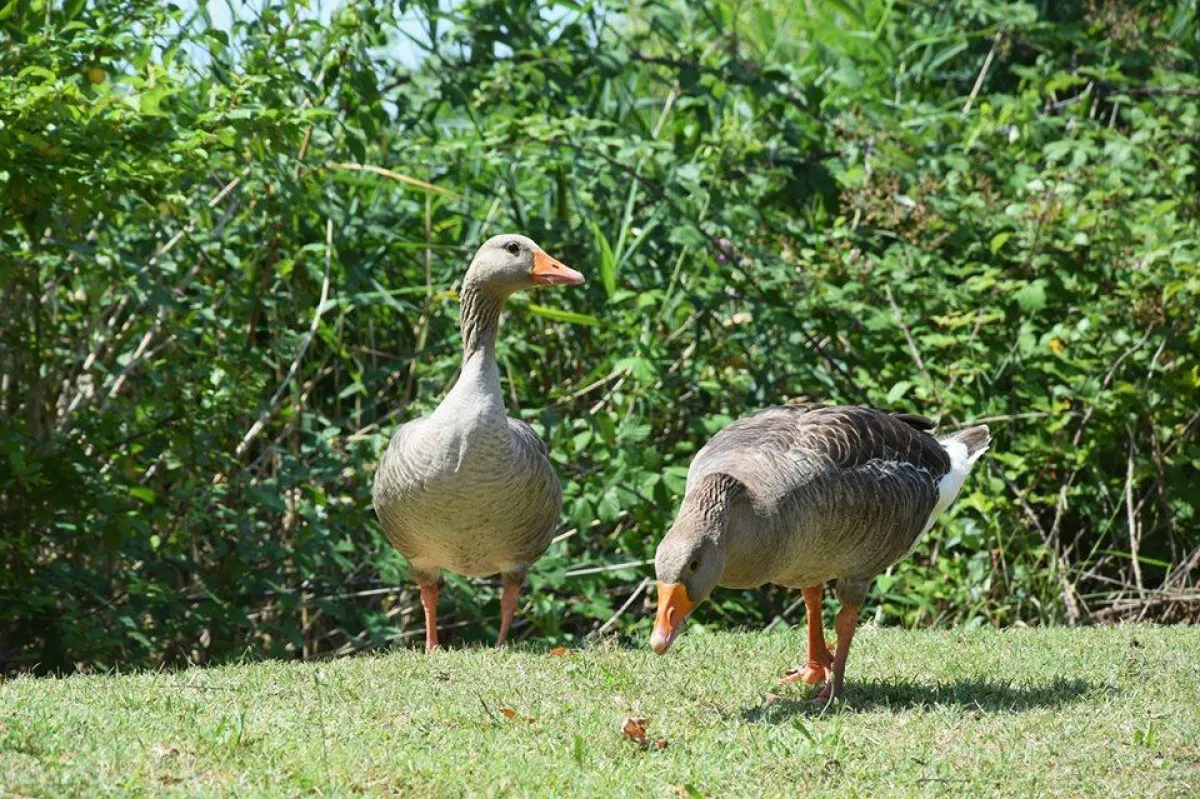 Tierschutz in den Gemeinden stark