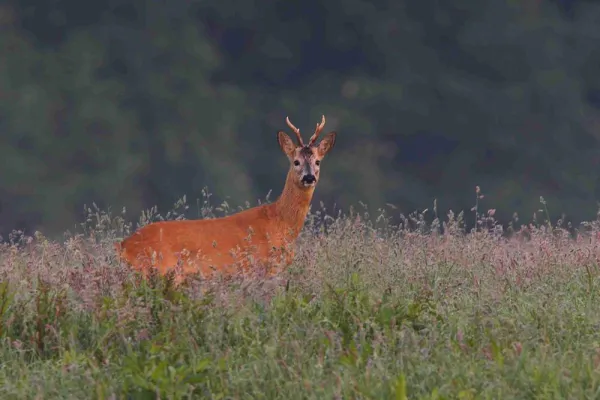 Bild: Autofahrer aufgepasst: Liebesreigen des Rehwilds erhöht die Unfallgefahr