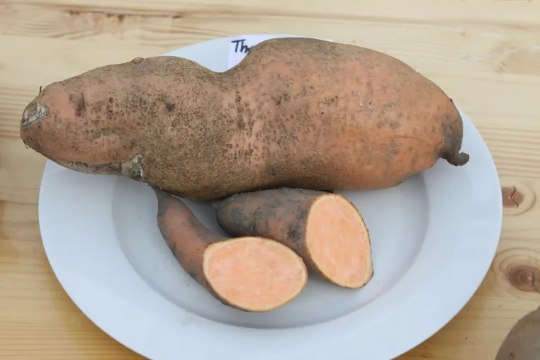 Süsskartoffel-Vielfalt einfach erklärt – Interview mit dem Lubera-Gründer Markus Kobelt Bild: Süsskartoffel-Vielfalt einfach erklärt – Interview mit dem Lubera-Gründer Markus Kobelt