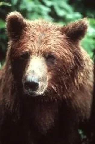 Bild: Alaska - Tiere beobachten