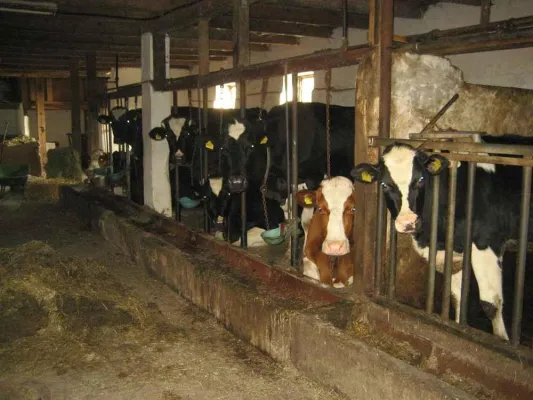 Bild: Milchkuhhaltung: tierschutzbilder.de mit Bildern und Fotos aus der industriellen Massentierhaltung