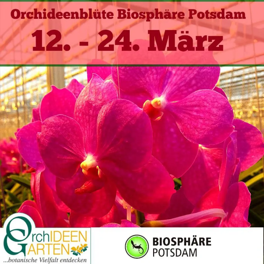Orchideenbluete in der Biosphaere in Potsdam