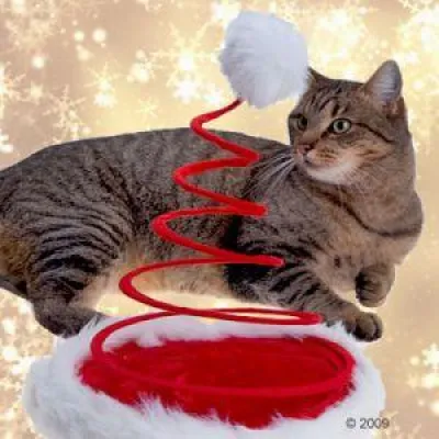 Bild: Sichere Adventszeit: zooplus gibt Tipps für Tierhalter