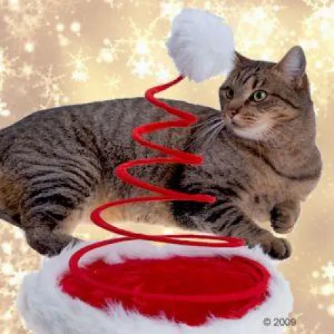 Sichere Adventszeit: zooplus gibt Tipps für Tierhalter Bild: Sichere Adventszeit: zooplus gibt Tipps für Tierhalter