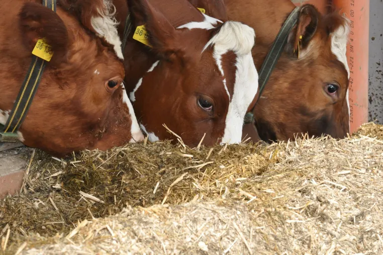 Bild: Moderne Milchviehfütterung: Gemeinsames AVA-Seminar für Tierärzte, Landwirte und Berater - ein voller Erfolg 