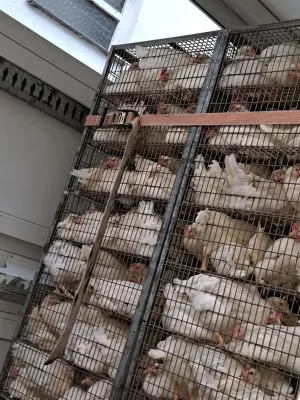 Bild: Deutsches Tierschutzbüro kritisiert Tiertransport von Bio-Legehennen im Kreis Borken - Bildmaterial vorhanden