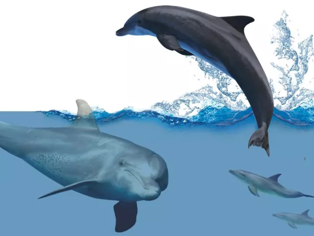 Bild: SDT-Event: 20 Jahre Engagement