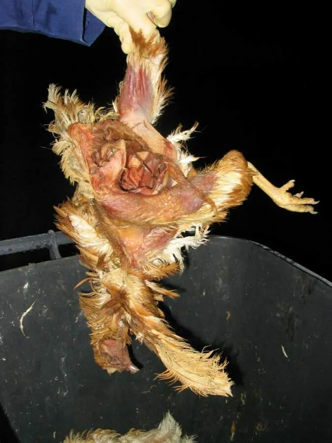 Hühnerleichen in einer Mülltonne einer Bodenhaltung zur Eierproduktion