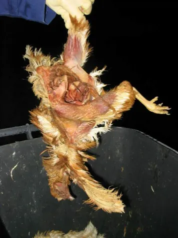 Bild: Leichenteile in der Hühnersuppe?