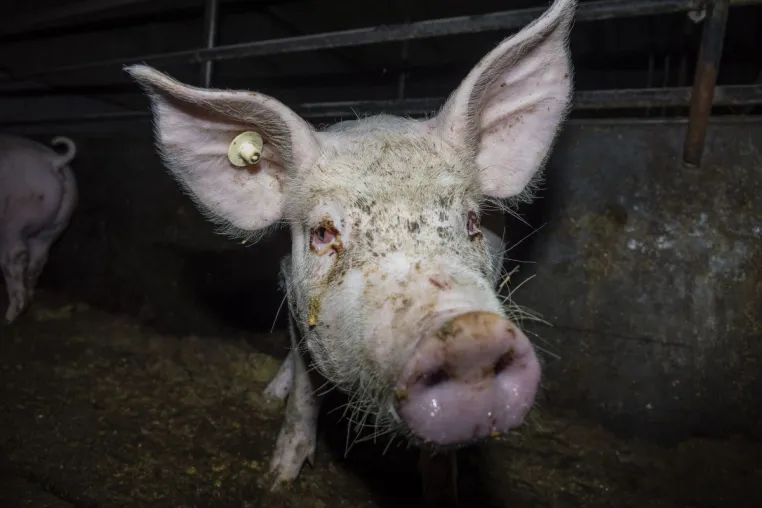 Bild: Misshandlung von Schweinen in Westfleisch Zulieferbetrieben gefilmt