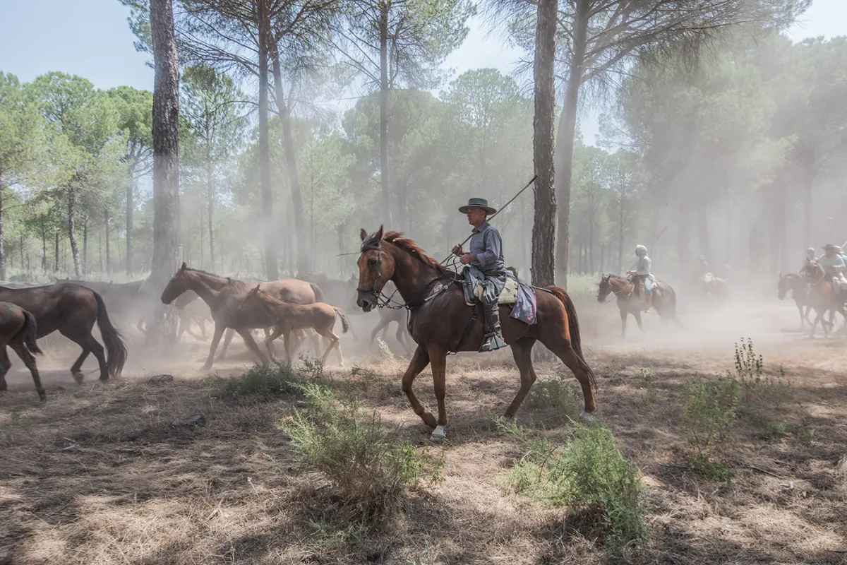Halb-Wildpferde in Andalusien