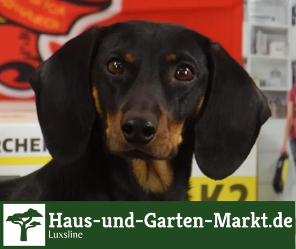 Das Maskottchen 