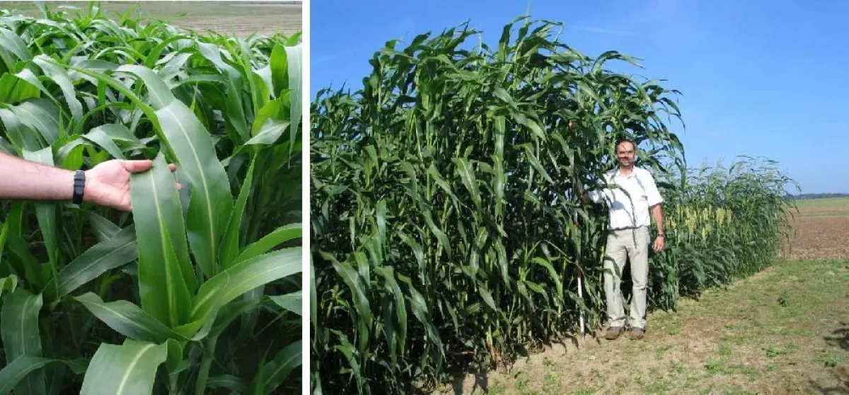 Links: Blätter von Sorghumhirse x Sudangras-Kreuzungshybriden 59 Tage nach Aussaat; rechts: Züchtungsforscher Dr. Steffen Roux mit seinen Pflanzen 85 Tage nach Aussaat