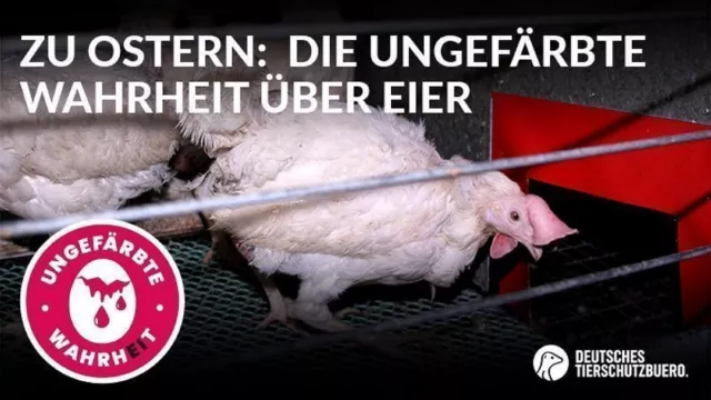 5 ungefärbte Wahrheiten über Ostereier - Tierrechtler*innen rufen zum Eier-Boykott auf Bild: 5 ungefärbte Wahrheiten über Ostereier - Tierrechtler*innen rufen zum Eier-Boykott auf