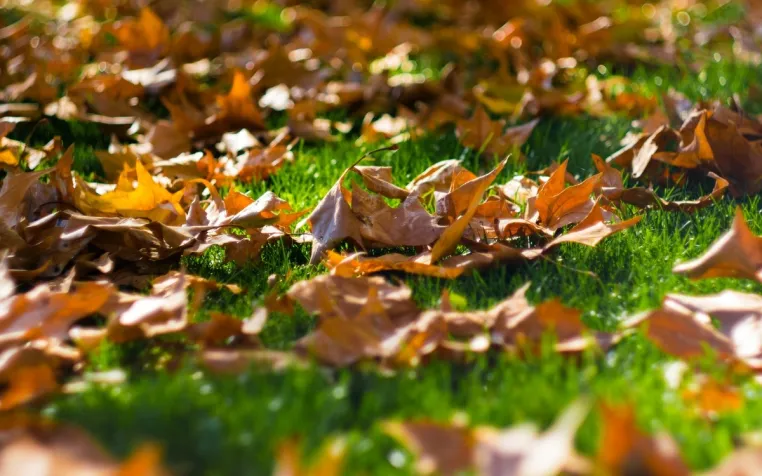 Bild: Rasenpflege im Herbst: Was der Rasen jetzt braucht 